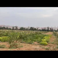 دامداری و باغ پسته