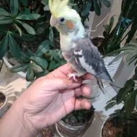 جوجه عروس سینامون|پرنده|کرج, کرج نو|دیوار