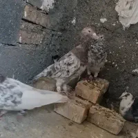 کبوتر