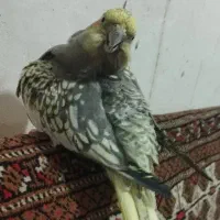 عروس هلندی مرواریدی|پرنده|یاسوج, |دیوار