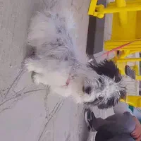 فروش فوری سگ تریر