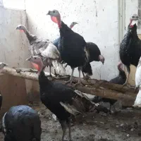 بقلمون بروبون ومحلی|حیوانات مزرعه|سنندج, |دیوار