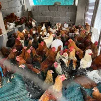 جوجه مرغ و خروس