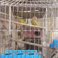 جفت طوطی برزیلی