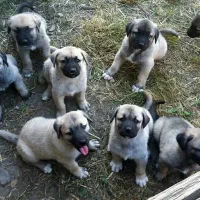 فروش توله های کانگال مالاکلی ضمانت دار|سگ|ماهدشت, |دیوار