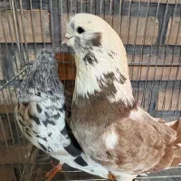 کبوتر نوک قناری