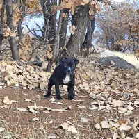 یدونه پیتبول ماده