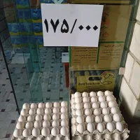 فروش تخم مرغ به قیمت عمده شانه ای175