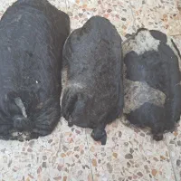 هیز جای روغن|صنایع دستی و سایر لوازم تزئینی|اندیمشک, |دیوار