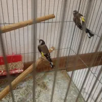 سهره ماده|پرنده|اصفهان, عطار نیشابوری|دیوار