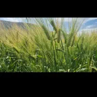 جوابی گونی گرفته مقدار دوتن