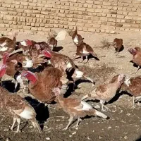 بوقلمون گوشتی و تخم گذار