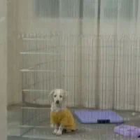 میکس اشپیتز سه ماه ونیمه پسر|سگ|مشهد, شهید بصیر|دیوار