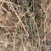 یونجه خالص خشک خشک