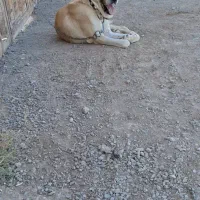 سگ گله
