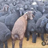 فروش بره افشاری و میش گوشتی