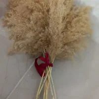 گل پامپاس دکوری