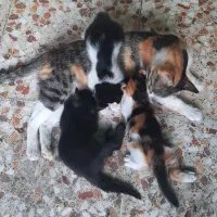 واگذاری گربه رنگی
