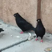 کبوتر|پرنده|ایذه, |دیوار