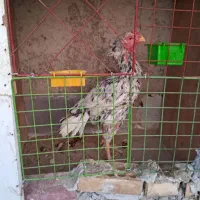 خروس لاری معاوضه با خروس لاری