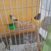 تعدادی قناری