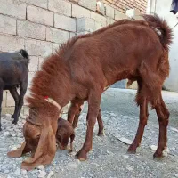 چپشت جاق هم برای کشتن وهم برای نگه داشتن