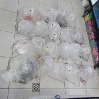 اکواریوم بولوق بولوق انواع ماهیان زینتی گوشتخوار