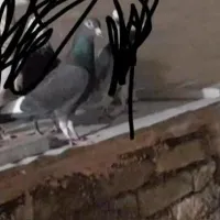 کفتر گمشده قره سیاه ماده جمعه