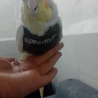 یک جفت عروس