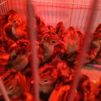 جوجه بوقلمون برنز