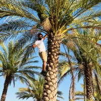 چندنمونه نخل جدید|گل و گیاه طبیعی|اصفهان, قهاب جنوبی|دیوار