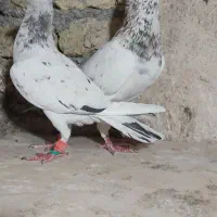 سارسرورجفتگاه|پرنده|مشهد, نوید|دیوار