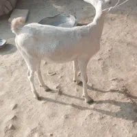 گیسه فروشی|حیوانات مزرعه|میناب, |دیوار