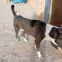 سگ فروشی. سن یکسال نیم هست