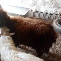 بره نر