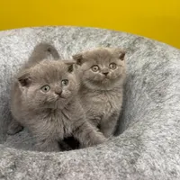 شهر گربه اسکاتیش خاکستری بلو|گربه|تهران, شهرک غرب|دیوار