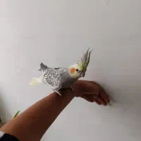 دو عروس هلندی دستی|پرنده|قدس, شهرقدس|دیوار