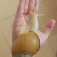 بچه حلزون البینو|خزنده|قم, یزدانشهر|دیوار