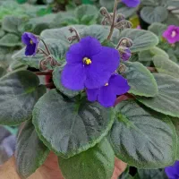 فروش بنفشه آفریقایی عمده و خرده 70ت|گل و گیاه طبیعی|مشگین شهر, |دیوار