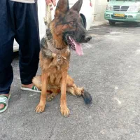 سگ ژرمن پژدر|سگ|قره چای, |دیوار