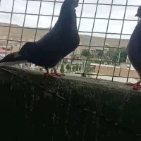 کبوتر ده عدد اصیل قیمت توافقی|پرنده|انگوت, |دیوار