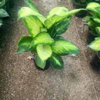 حراج فوق‌العاده تمامی گل های آگهی فقط 1.6.5ت