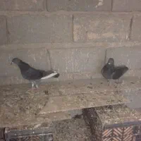 کبوتر|پرنده|رباط‌کریم, انجم آباد|دیوار