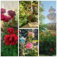 اجاره ویلا باغ