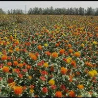 اجاره برداشت گلرنگ