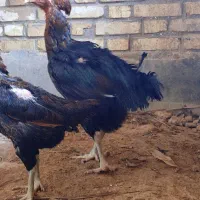 لاری|حیوانات مزرعه|گتوند, |دیوار