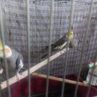 عروس هلندی لوتینو و سینامون|پرنده|قدس, شهرقدس|دیوار