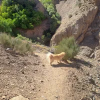 پاکوتاه نر پامرین|حیوانات|نیشابور, کوی یغما|دیوار