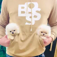 توله پامرانین پامر خرسی جیبی کیفیت بی نظیر