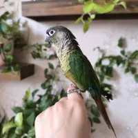 گرینچیک سخنگو نر|پرنده|شیراز, محراب|دیوار